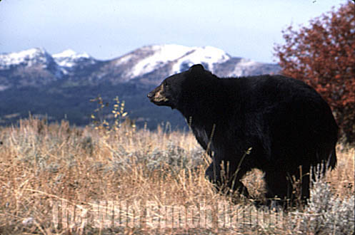 running bear