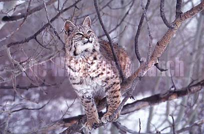 bobcat in tree