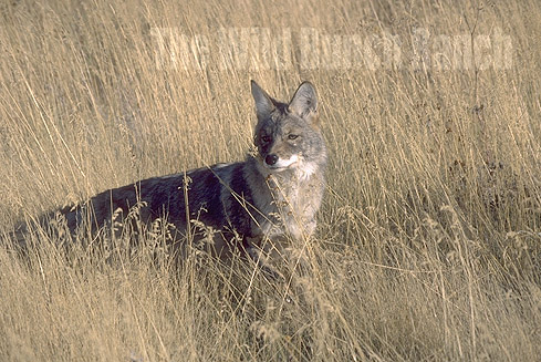 coyote73-5