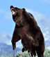 Bear5